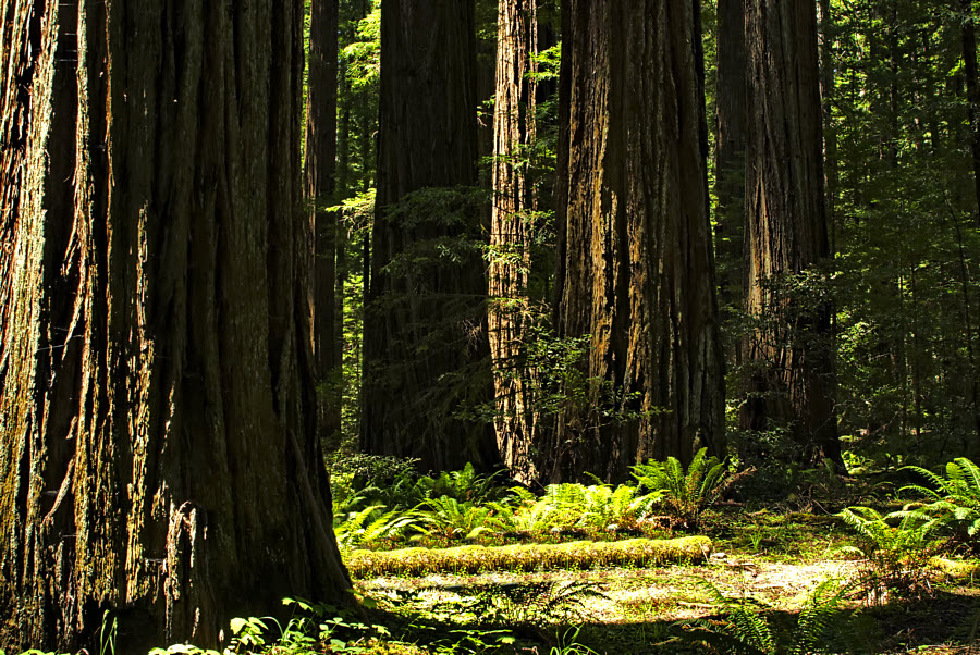 Forest Scene #35